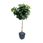 Imagen anterior del producto